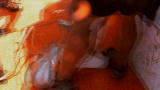 Untamed and Uncut: Shark Bites Man's Foot