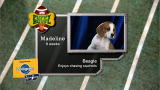 Puppy Bowl V: The Starting Lineup