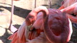 News: Caribbean Flamingo
