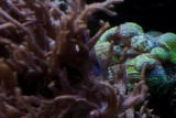 play video on Discovery Channel