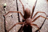 I Was Bitten: Brown Recluse Spider Bite