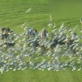 Untamed and Uncut: Seagulls vs. Racehorses