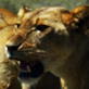 Jaws and Claws: Lion Fighting