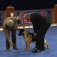 AKC/Eukanuba: Tina the German Shepherd