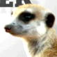 Meerkat Manor: Promos: Mozart