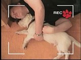 Who Gets the Dog: Who Gets the Dog: Hugs