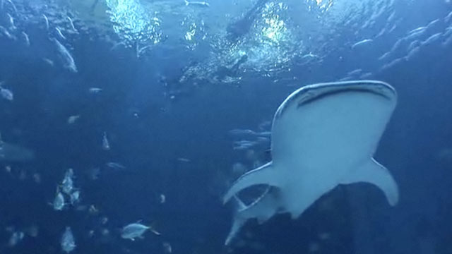 Why? Tell Me Why!: Shark Decline