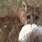 After the Attack: Anatomy of a Cougar Attack