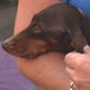 Pet Trends with Maggie Gallant: Pet Massage