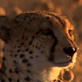 play video on Animal Planet