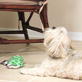 Petfinder: Barking for Attention