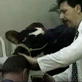Weird True & Freaky: Cow Cures Balding