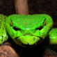 Earth: New Species Thrive in Mekong