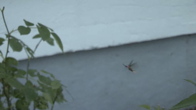 Why? Tell Me Why!: Fireflies