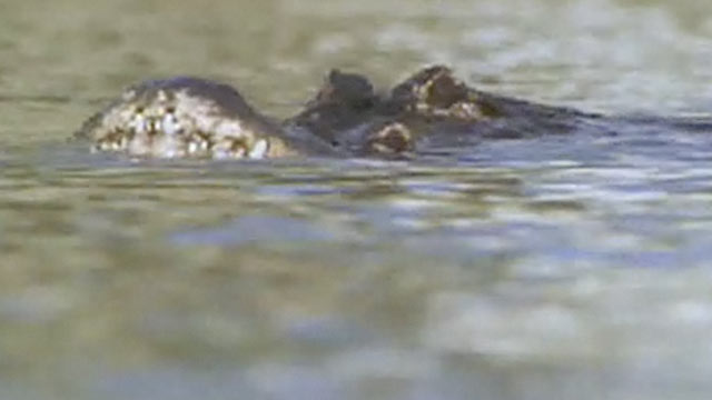 Why? Tell Me Why!: Alligator Sneakiness