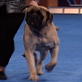 AKC/Eukanuba: Sherman the Mastiff