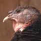 The Pet Psychic: Troubled Turkey