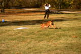 Planet's Best: Dog Lure Course
