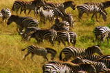 Planet's Best: Masai Mara Safari