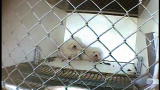 2008: The Year in Animals: No. 10 - Puppy Mills