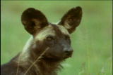 Fooled by Nature: Wild Dog Table Manners