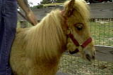 Weird True & Freaky: A Seeing Eye Horse