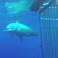 Shark Week: Great Whites of Guadeloupe