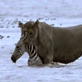 Killer Clips: Lion Kills Baby Zebra