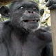 Animals: Chimp Conservation Icon Remembered