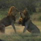 Killer Clips: Lion Fight 2