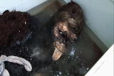 Weird True & Freaky: 2008 Big Foot Hoax