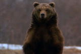 Planet’s Best: Grizzly Bear British Columbia