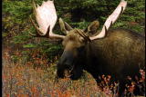 Get Out There: Moose School
