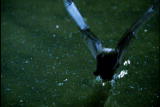 Fooled by Nature: Bats