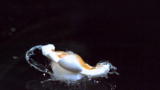 play video on Discovery Channel