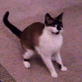 Bissell Pet Games Week 5: Cat plays fetch with toy mouse