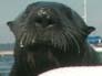 MythBusters: Mythbusters - Sea Otter Shenanigans