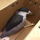 Animal Cops San Francisco: Lost Heron