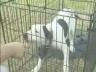 Animal Cops Houston: Chico the Wounded