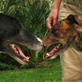 Petfinder: PSA on Spaying and Neutering Your Dog