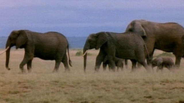Jaws and Claws 2: Elephant Surge