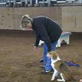 Bissell Pet Games Week 7: Baxter the Beagle - Jackpot