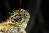 Fooled by Nature: Horned Lizard