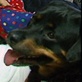 Breed All About It: Rottweiler