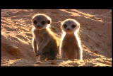 Meerkat Manor: Meerkat in Training