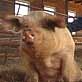 The Pet Psychic: Homer the Pig