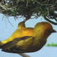 Cute and Cuddly: Dads: Weaver Bird Dads