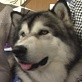 AKC/Eukanuba: Meet Costello