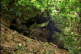 Fooled by Nature: Chimp Hunting Packs