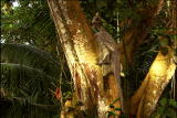 Dinosaur Feather Mystery Clips: Microraptor - 4 winged  ...
